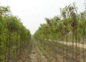 樹(shù)苗香花槐